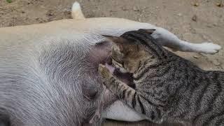 Dog breastfeeding a cat