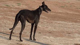 Black sight hound walking in jungle to hunt