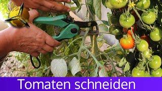 Tomatenpflanze schneiden Tomaten ausgeizen