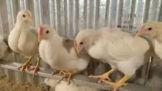 Ayam pejantan usia 36 hari dengan BB rata2 400 gramons