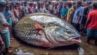 Negombo Fish Market ?