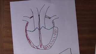 Heart 4 Cardiac output and reserve