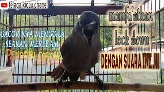 POKSAI MANTEL GACORsuara pikatan burung poksai mantel