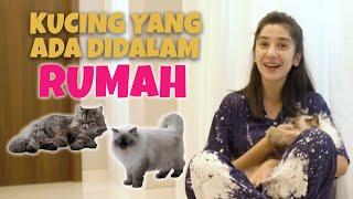 KENALIN KUCING PERSIA DAN HIMALAYA AKU...