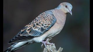 Üveyik Avı 5 2024-2025- Oğlumla Güzel Bir Av- Turtledove Hunting