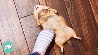 Three Prairie Dogs Do Everything To Gets a Piece of Attention  Cuddle Buddies