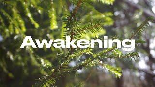 Awakening 4k  Cinematic Forest Video  Sony a6000