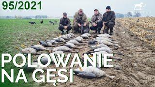 SUDECKA OSTOJA 952021. Polowanie na gęsi. Calling goose. Hunting Gosse. Chasse aux Oies