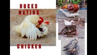 Duck and Chicken mating BEST Compilation