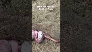 Penemuan Hewan Purba #penampakan hewanpurba #satwadilindungi  #hewanlangkah