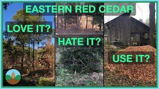 Is Eastern Red Cedar a beneficial native a problematic invasive or a useful resource?