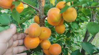 New Apricot Mantrous. Чудовий морозостійкий абрикос сорт Монтроуз із США. 2024 рік