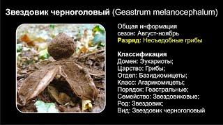 Звездовик черноголовый Geastrum melanocephalum