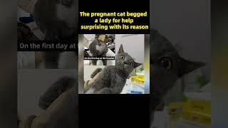 The pregnant cat begged a lady for helpsurprising with its reason #kitten #RescueCat #animalshelter