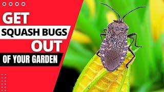 How to Get Rid of Squash Bugs in the Garden Natural Ways