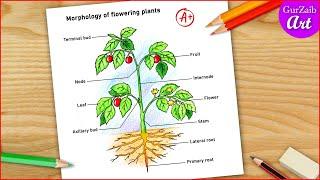 Morphology of Flowering plants drawing  easy  parts of flowring plants labelled diagram CBSE