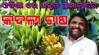 ଓଡିଶା ରେ ଉନ୍ନତ ପ୍ରଣାଳୀରେ କଦଳୀ ଚାଷ    Banana Harvesting Odisha  Banana Cultivation