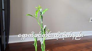 ရှောက်ပင် ကိုင်းထိုးစိုက်နည်း