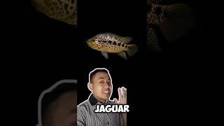 Jaguar siklid ikan invasif di perairan Indonesia #ikanhias #akuarium #ikanpredator