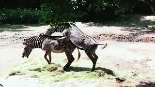 ZEBRA MATING -ANIMAL MATINGADULT CONTANT  BACHE DUR RAHE FUNNY VIDEO