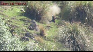 Varminting NZ style Top 5 epic kills Long range Wallaby hunting NZ. Slow Motion impacts.