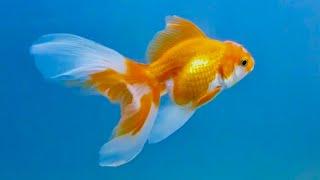 Oranda Goldfish Comparison Over 6 Months