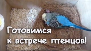 Как сделать гнездо для волнистых попугаев #гнездо #каксделатьгнездо #волнистыйпопугай
