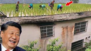 Chinese Farmers Growing Rice on Rooftops Achieve Extremely High Yields