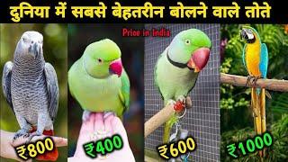 Top 5 Best Talking Parrot With Price  दुनिया में 5 सबसे ज्यादा बोलने वाले तोते ?