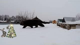 Ириска и Кот Бегемот Встречают Новый год Iriska Kot Begemot Celebrate the New Year #siberian_cats