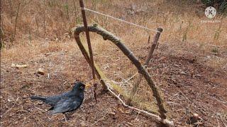 صنع فخ لصيد الطيور بمواد بسيطة.Make a bird trap with simple materials