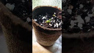 Tiny miracles                    #love #seedlings #nature #gardening