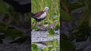 Pheasant-tailed Jacana  Father bird from incubation to rearing chicks