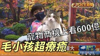 毛小孩超療癒 寵物商機上看600億 【民生八方事】 2022101508 @gtvnews27