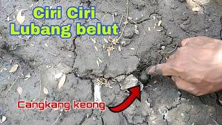 Ciri Ciri lubang belut sungai