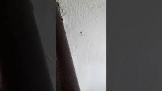 i Found Spider is mov 2