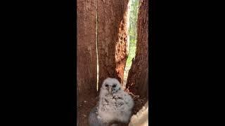 Barred Owl Rescue Number Two
