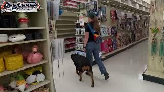 Stella  2 Year Old Rottweiler  Best Dog Trainer Cleveland Ohio  Off Leash Obedience