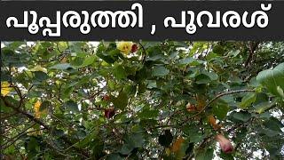 poovarash Birch പൂവരശ്ശ്