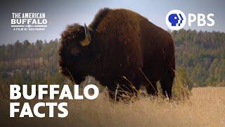 Surprising Facts About Buffalo  The American Buffalo  A Film by Ken Burns  PBS