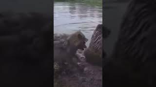 Grizzly bears vs wolves  #shortsfeed #shortvideo #shortsvideo