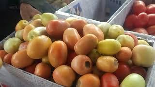 Complete info about tomatoes harvest and packing  How to pack tomatoes in boxes  Tomato farming