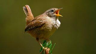 How can this tiny bird have such a powerful voice?