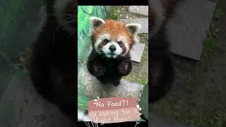 Little Red Panda fights back