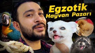 İNANILMAZ EGZOTİK HAYVAN PAZARI FİYATLARI  #kanguru #rakun #pomerian #pazar 