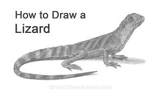 How to Draw a Lizard Water Dragon