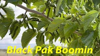 Black Pakistan Fruit Set 2024  Fruit Everywhere  #shorts