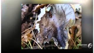 Tricholoma portentosum - fungi kingdom