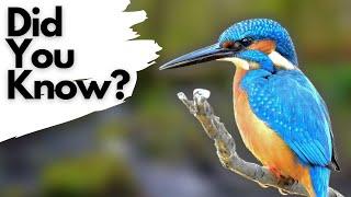 Things you need to know about KINGFISHERS