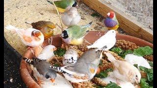 1 Hour of Mixed Aviary Birds - Gouldian Finch Carary Quail Zebra Finch and more